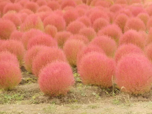 季節を感じたい！その一コマで。