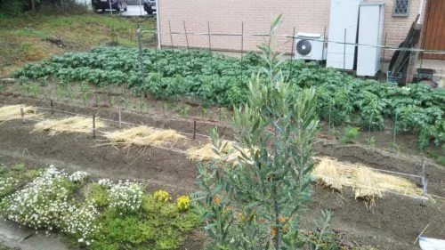 夏野菜栽培 大好き はつが