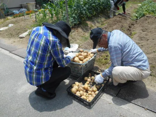 じゃがいもの収穫！