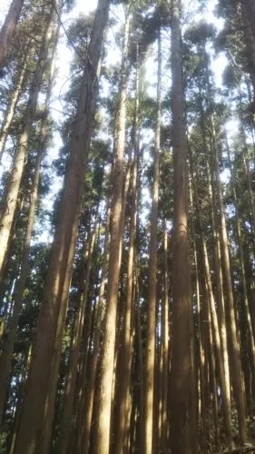 はつが 健康 運動