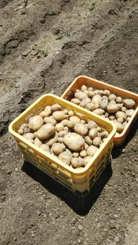 はつが畑にて、多くの新じゃが、収穫しました！