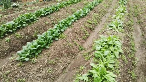 農作業大好き、はつが畑。