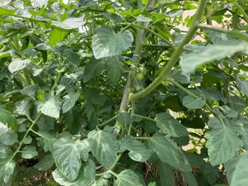 image3-1