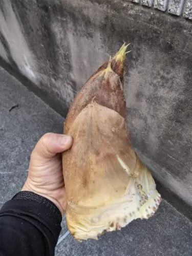 筍　自然の恵み　新年度スタート