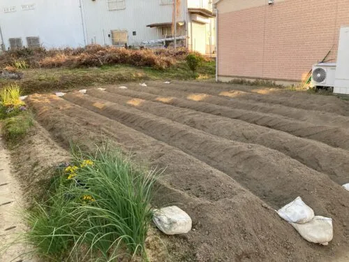 種芋の植え付け